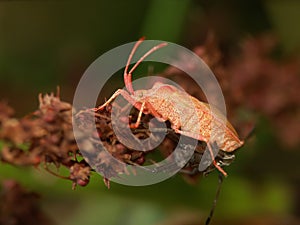 Closeup on a fresh pale colored metamorphosed adult Dock bug,Coreus marginatus photo