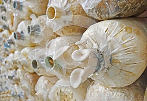 Closeup fresh Phoenix mushroom ( Indian Oyster )