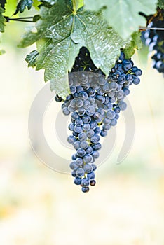 Closeup of fresh purple grape on branch in vineyard