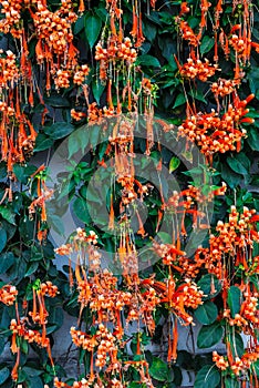 Closeup Fresh Pyrostegia Venusta/ Orange Trumpet/ Flame Flower/ Firecracker Vine Background photo