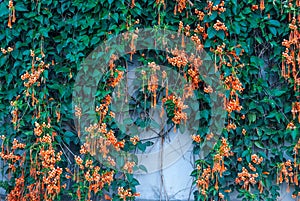 Closeup Fresh Pyrostegia Venusta/ Orange Trumpet/ Flame Flower/ Firecracker Vine Background