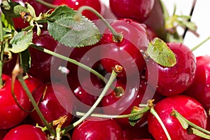 Closeup of fresh red cherry fruit in a white colander