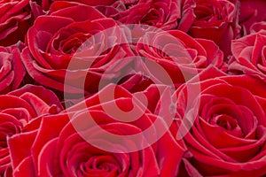 Closeup of a fresh red rose. Big bunch of red roses. Rose flower pattern.