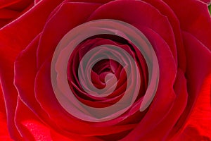 Closeup of a fresh red rose. Big bunch of red roses. Rose flower pattern.