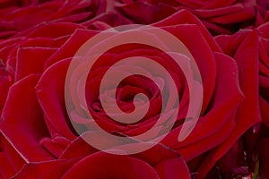 Closeup of a fresh red rose. Big bunch of red roses. Rose flower pattern.