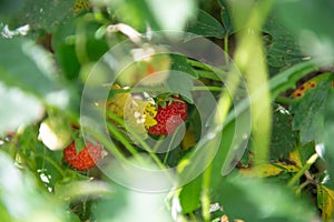Closeup of fresh red strawberries growing on the vine