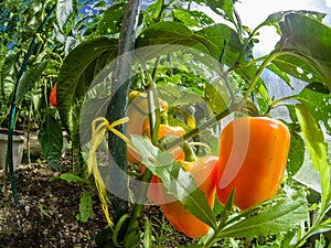 Closeup fresh red sweet pepper in a greenhouse