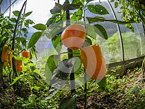 Closeup fresh red sweet pepper in a greenhouse