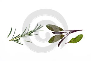 Fresh rosemary and sage leaves isolated on white background with copy space above