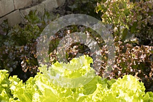 Closeup of fresh salad from gentile lettuce