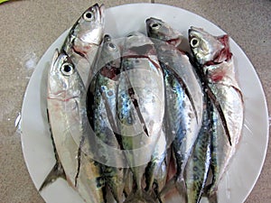 Closeup of fresh sardines on plate