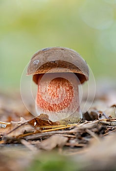 Closeup of a fresh scarletina bolete mushroom (Neoboletus sp.)