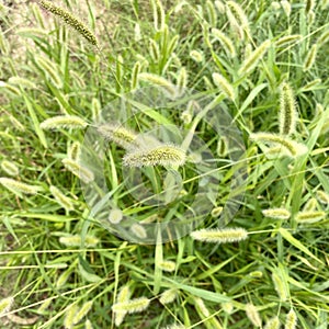 Closeup of fresh Setaria viridis grasses by the roadside in the wild