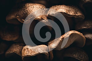 Closeup of fresh shiitake or Lentinula edodes on growth photo