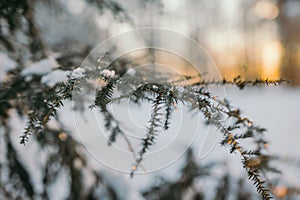 Snow On Pine Tree Leaves During Sunset