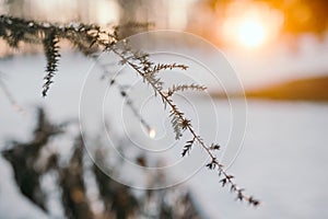 Snow On Pine Tree Leaves During Sunset