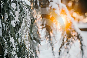 Snow On Pine Tree Leaves During Sunset