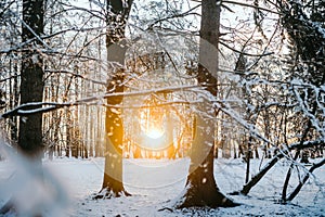 Snow On Pine Tree Leaves During Sunset