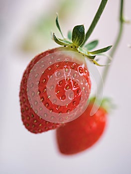 Closeup of fresh strawberry fruit in Japan