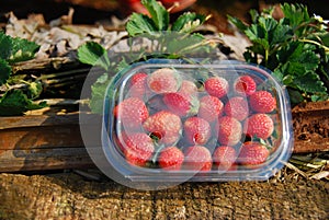 Closeup Fresh Strawberry in plastic box for take home at strawberry field , angkhang , chiang maithailand