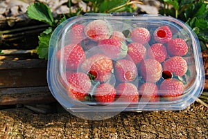 Closeup Fresh Strawberry in plastic box for take home at strawberry field , angkhang , chiang maithailand