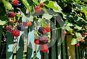 Closeup of fresh and tasty red,black raspberry on a branch at the edge of the forest in an area with many meadows.
