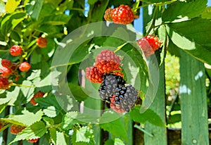 Closeup of fresh and tasty red,black raspberry on a branch at the edge of the forest in an area with many meadows.