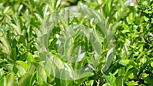 Closeup fresh tea leaves in morning sunlight