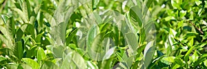 Closeup fresh tea leaves in morning sunlight