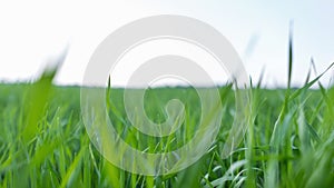 Closeup of fresh thick green grass in a field on the background of a bright sky in spring day.