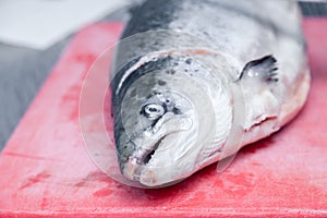 Closeup fresh whole salmon fish on red plastic cutting board in professional kitchen of restaurant is preparing for carving.