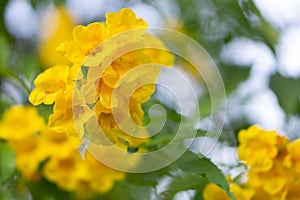 Closeup Fresh Yellow elder  flower or Trumpetflower in the garden, selective focus