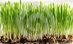 Closeup of fresh young green barley grass growing in soil. Homegrown microgreen or healthy nutritional supplement