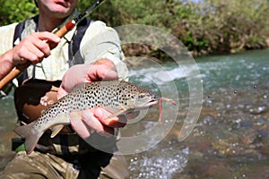 Closeup of freshly caught trout