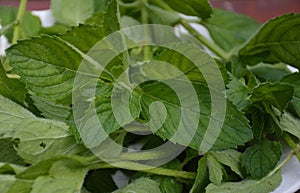 A closeup of freshly collected  green mint leaves on a white plate