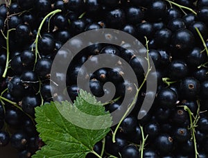 A closeup of freshly collected ripe juicy black currant berries decorated with a green leaf