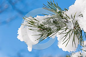 Closeup of freshly fallen snow on a pine tree