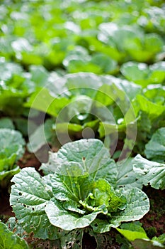 Closeup of freshly growing cabbage field