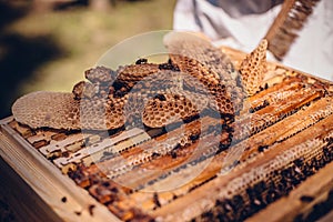 Closeup of a freshly harvested beeswax with dead bees on a wooden beehive box