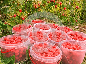 Closeup of freshly picked raspberries in plastic boxes on raspberry's bush background, horizontal photo, photo took in the