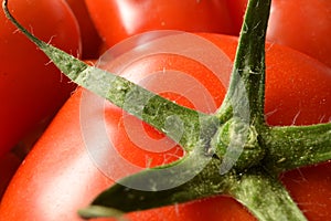 Closeup of freshly picked tomatoes