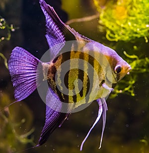 Closeup of a freshwater angelfish, beautiful and popular aquarium pet, tropical fish from the amazon basin