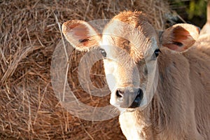 Closeup of friesen dairy cow calf