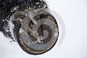 Closeup of Friesian horse hooves in winter