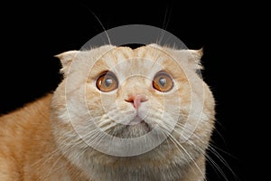 Closeup frightened Ginger Scottish Fold Cat isolated on Black