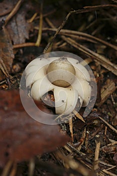 Closeup on a fringed or sessile earthstar mushroom , Geastrum fimbriatum on the forest floor