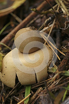 Closeup on a fringed or sessile earthstar mushroom , Geastrum fimbriatum on the forest floor