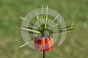 Closeup of fritillaria imperialis or crown imperial in the park with still closed blossoms.