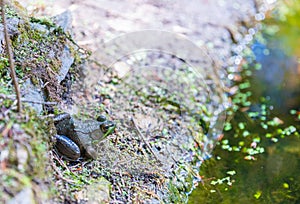 Closeup of a frog on the ground