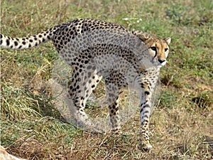 Closeup of African Cheetah